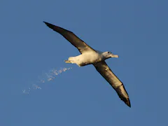 South Africa To Bomb Island With Pesticides To Kill Mice That Eat Albatrosses Alive