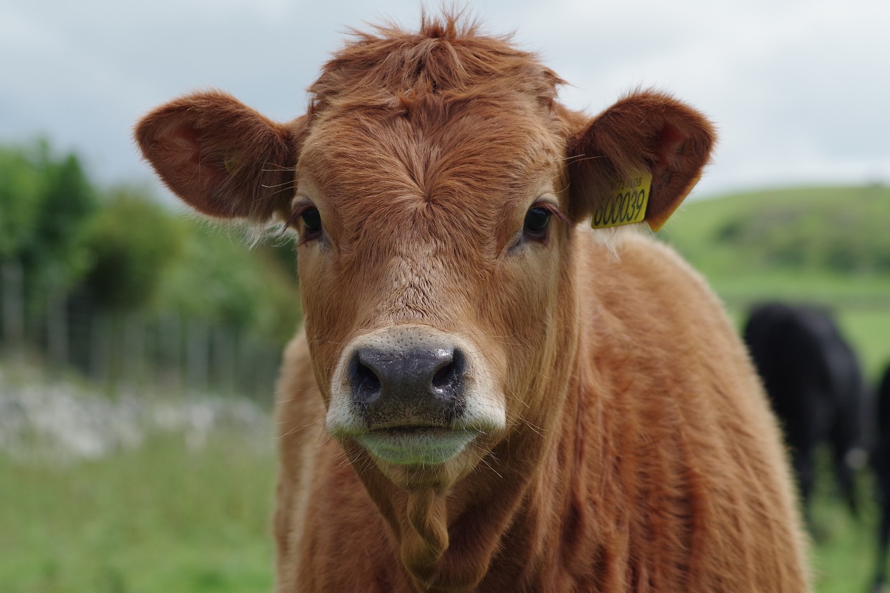 Cattle Buying the Fact Post CoF Report