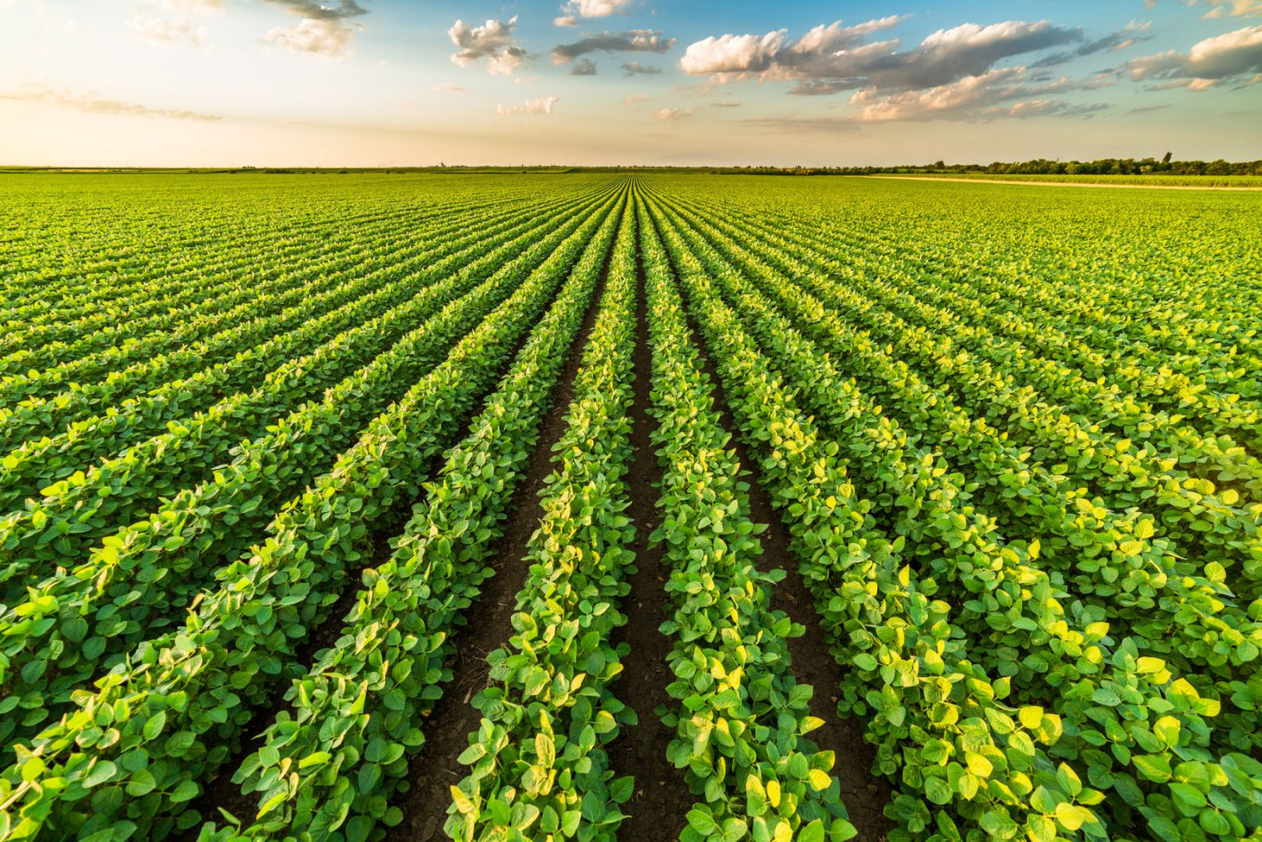 Grain Markets Struggle to Start the Week