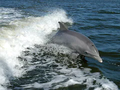 Dolphin Bites Surge At Japanese Beaches, Authorities Warn Beachgoers