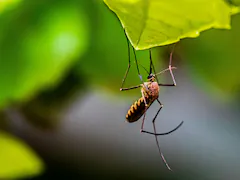 US Man Dies From Rare Mosquito Borne Virus, Officials Alarmed