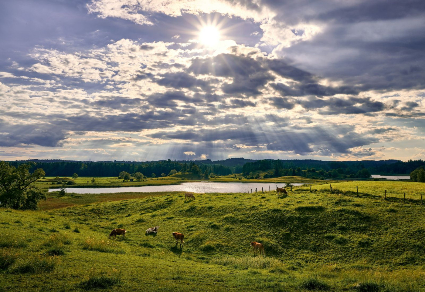 Cattle Falling on Thursday