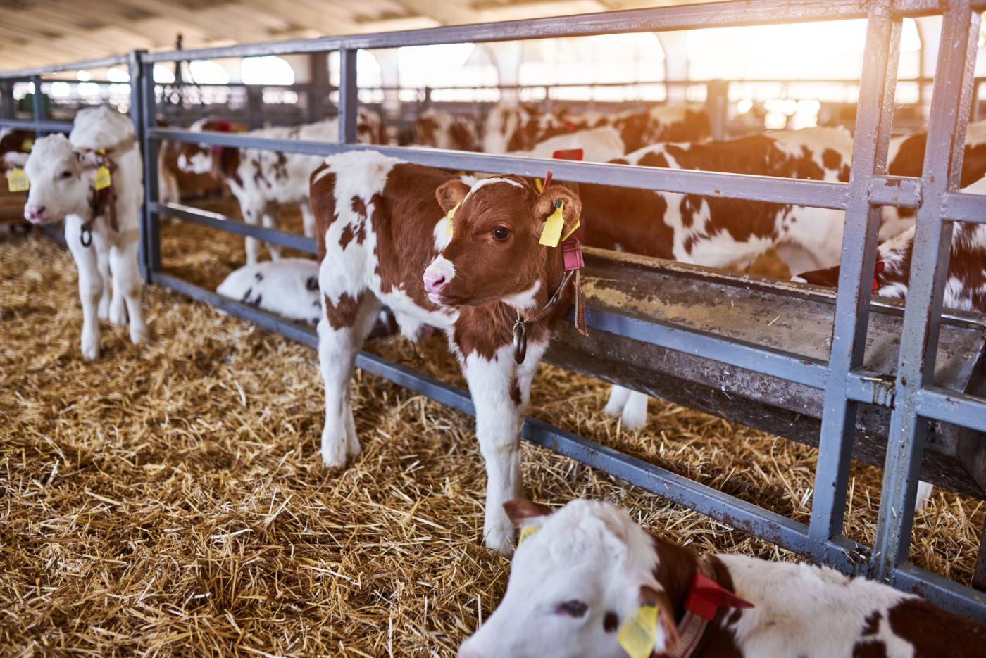 Cattle Facing Weaker Boxed Beef Action