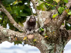 Like Humans, These Animals Give Each Other Names