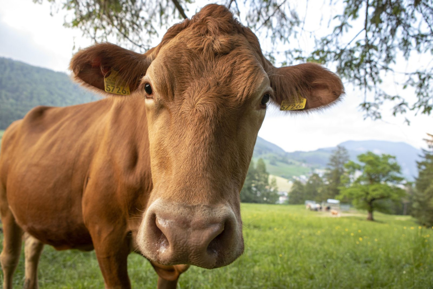 Cattle Rallying on Friday