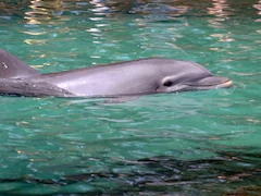 Lonely Dolphin Terrorises Japan Beach Town With Series Of Attacks: Report