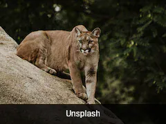 Brave Man Saves 5-Year-Old Son From Mountain Lion Attack In The US