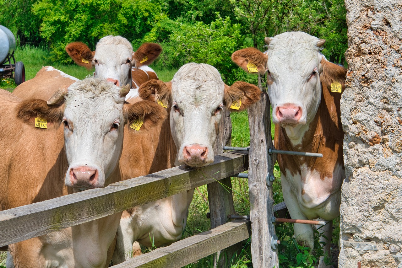 Cattle Mixed on Wednesday