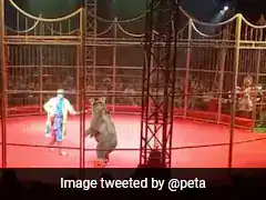 Angry Bear Attacks Circus Trainer In Front Of Horrified Audience In Russia