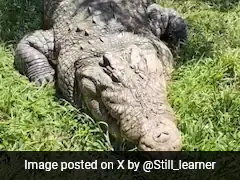 Meet World's Oldest Crocodile Henry Who Has 6 Wives And 10,000 Babies