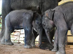 Rare Twin Elephants Born In Myanmar Timber Camp