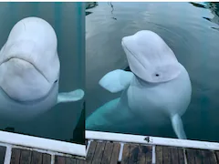 "Russian Spy" Beluga Whale Had Multiple Bullet Wounds: Animal Rights Group