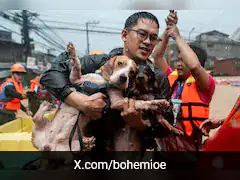 Typhoon Gaemi Leaves Behind Heartbreaking Images Of Pets Left To Perish