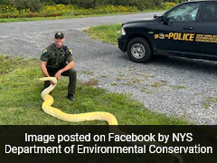 Illegally-Owned 13-Foot Burmese Python Rescued From New York Home