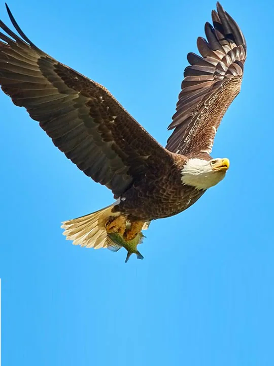 Golden Eagle Attacks Norwegian Toddler, Killed By Gamekeeper: Report