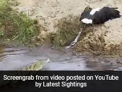 Watch: Dramatic Eagle vs Crocodile Showdown At South Africa National Park