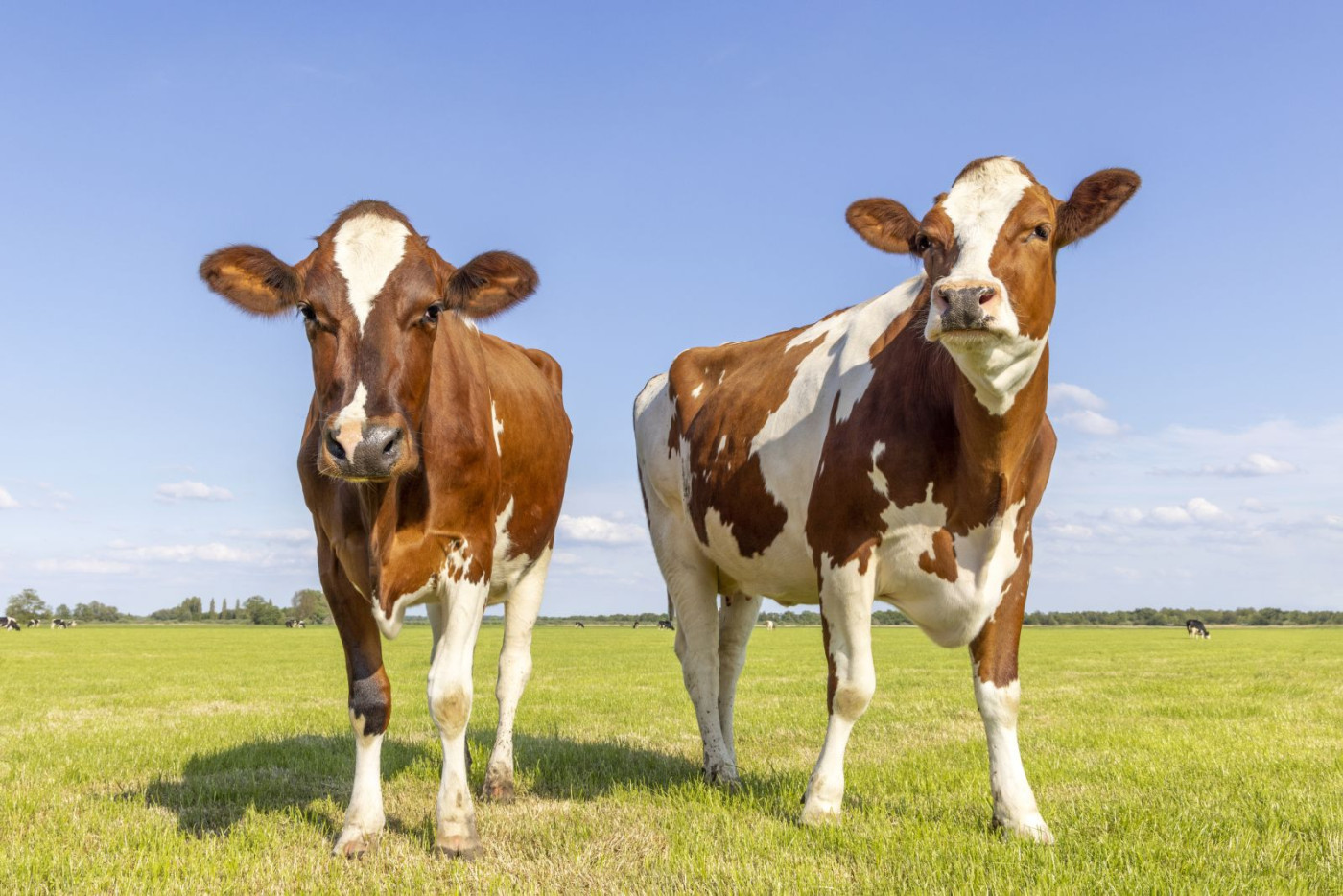 Why Are Cattle Prices Under Pressure?