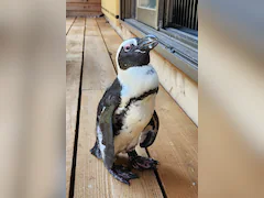 Japan Penguin Found Safe 2 Weeks After Escape, Keeper Calls It "A Miracle"