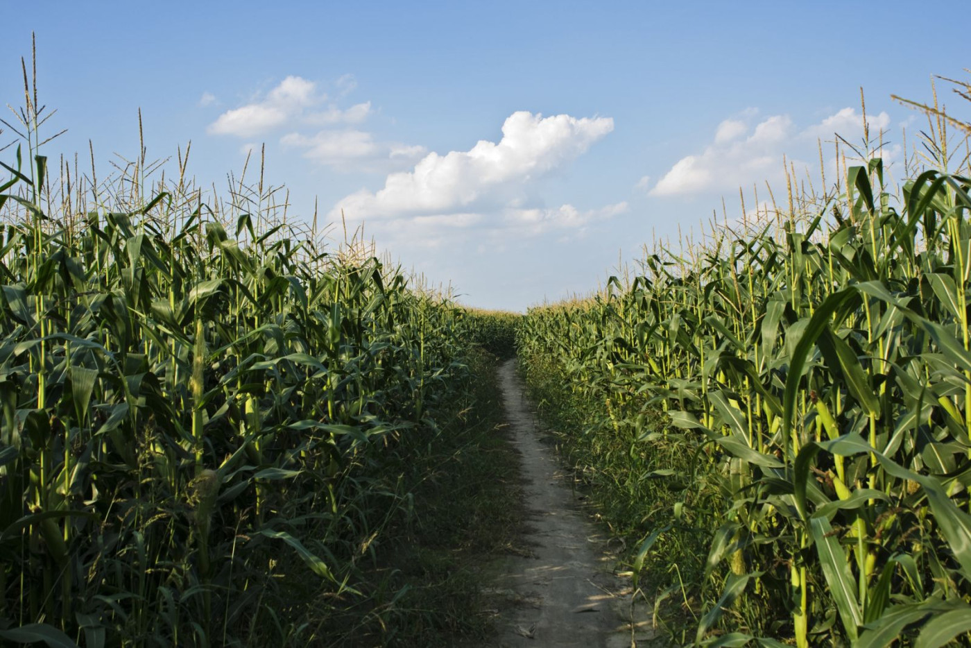 Corn Hovering Near Unchanged at Midday