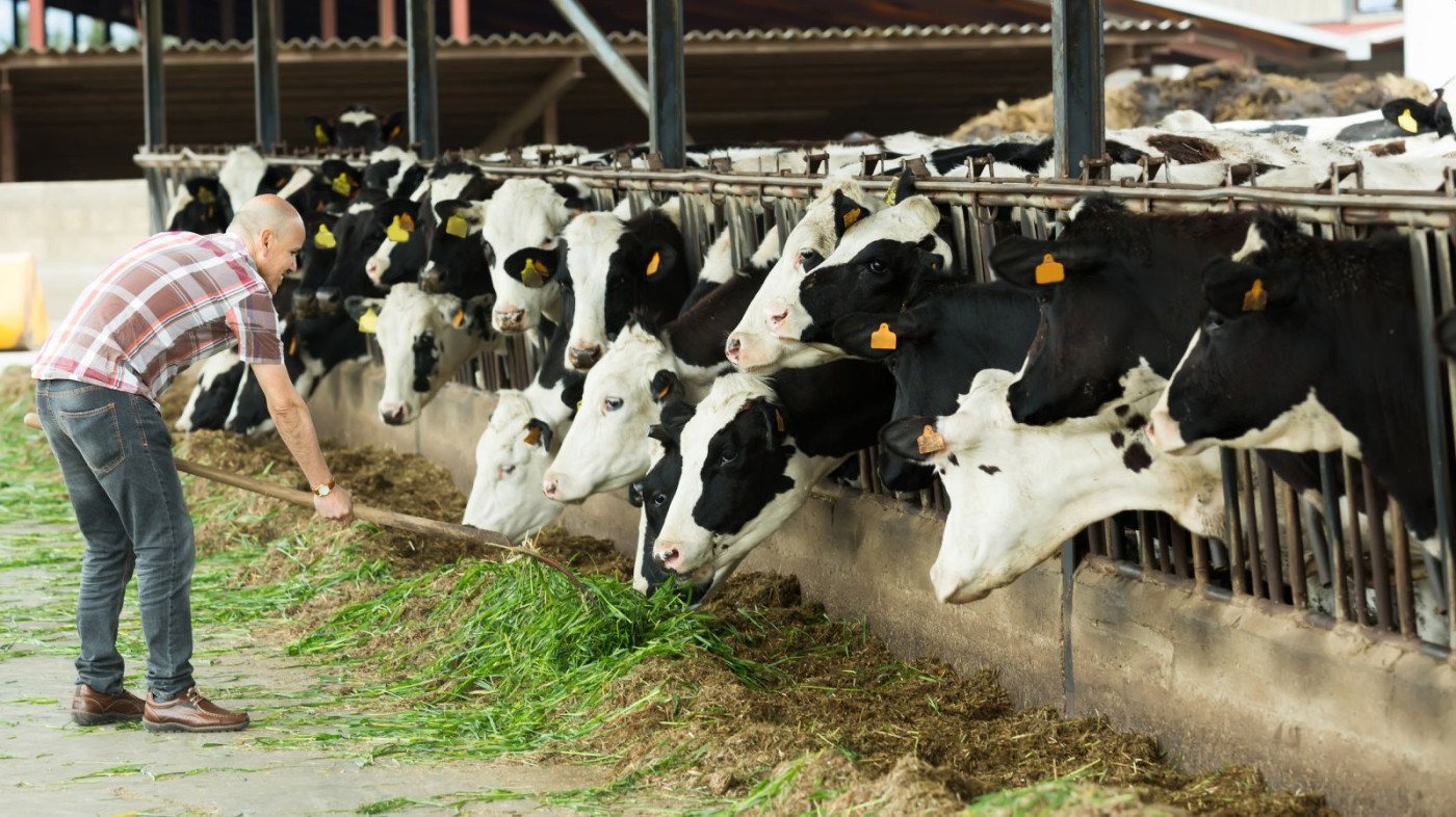 Cattle Mixed Again on Wednesday