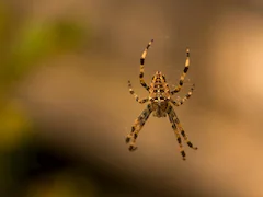 British Man Develops Flesh-Eating Disease After Being Bitten By Deadly Spider