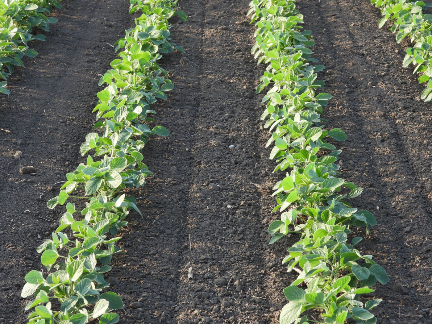 Soybeans End Monday with Slight Losses