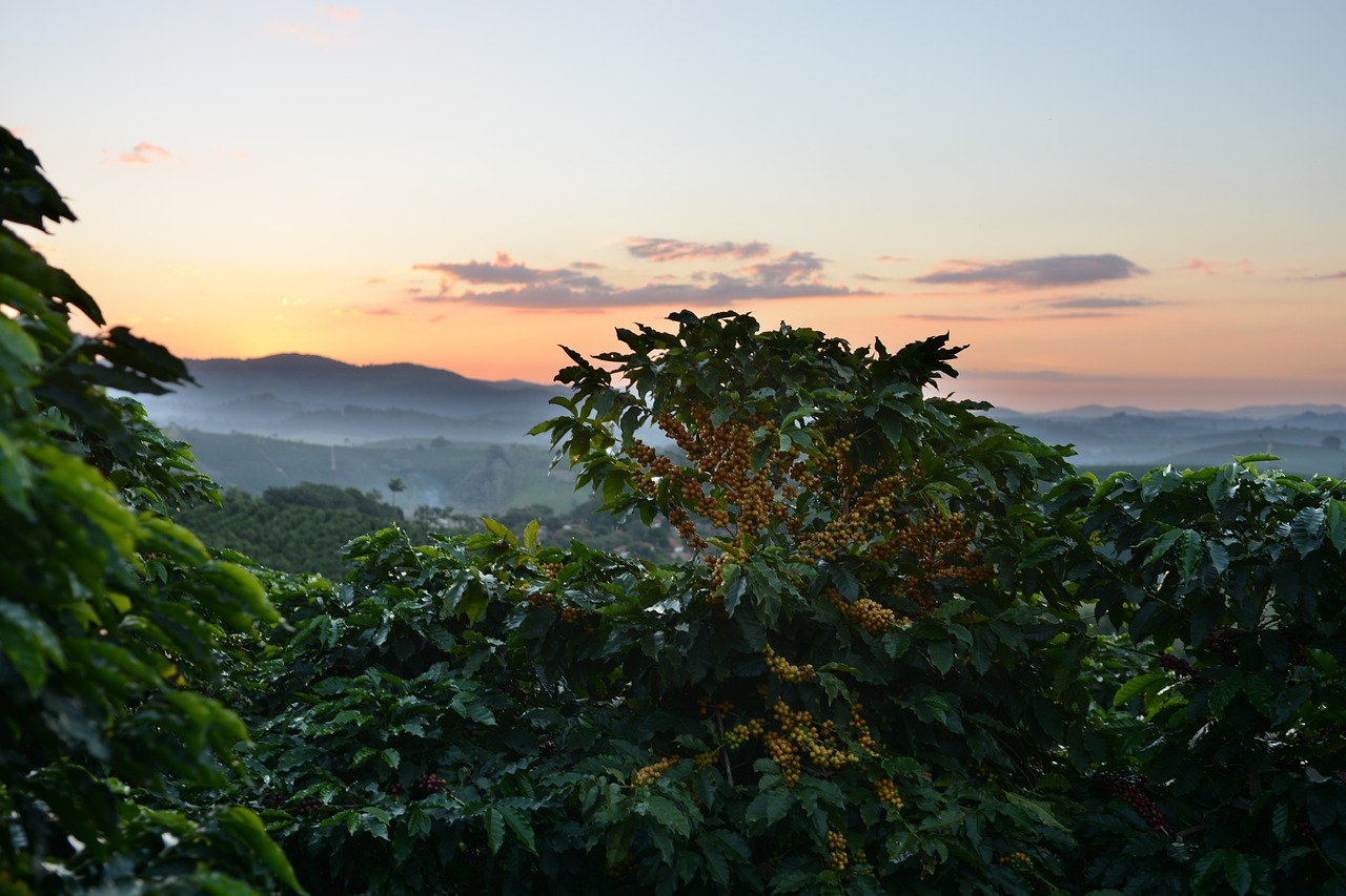 Coffee Prices Supported by Dry Conditions in Brazil