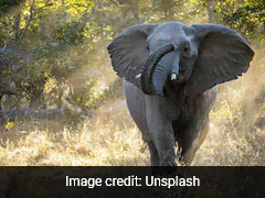 Zimbabwe To Cull 200 Elephants To Feed Its Citizens Amid Drought