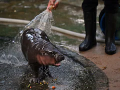 Moo Deng: The Two-Month-Old Pygmy Hippo Who Has Become Internet Sensation