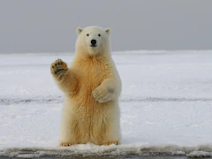 Polar Bear Appears In Iceland For 1st Time In 8 Years, Shot Dead By Police