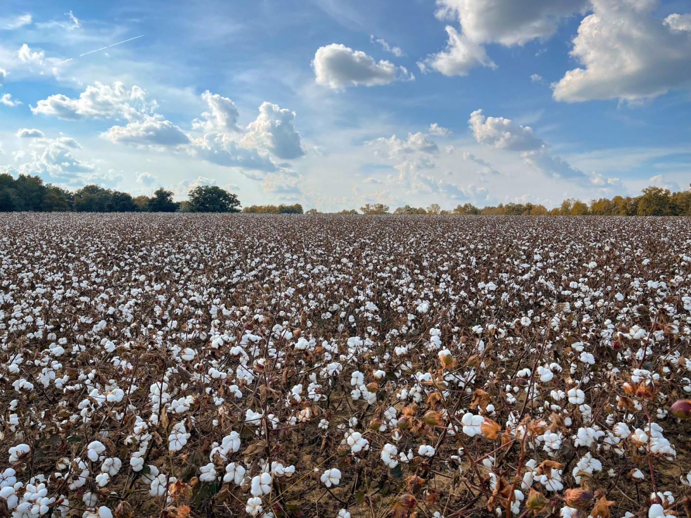 Cotton Slips into Wednesday’s Close