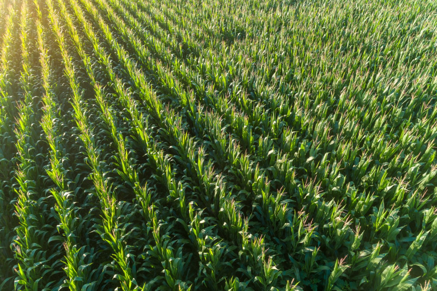 Corn Slipping to Kick off Thursday