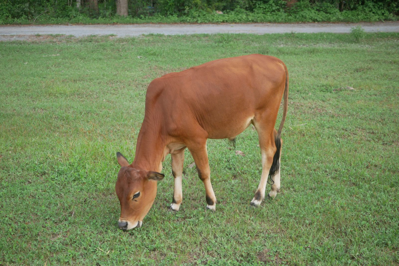 Cattle Mixed at Midday