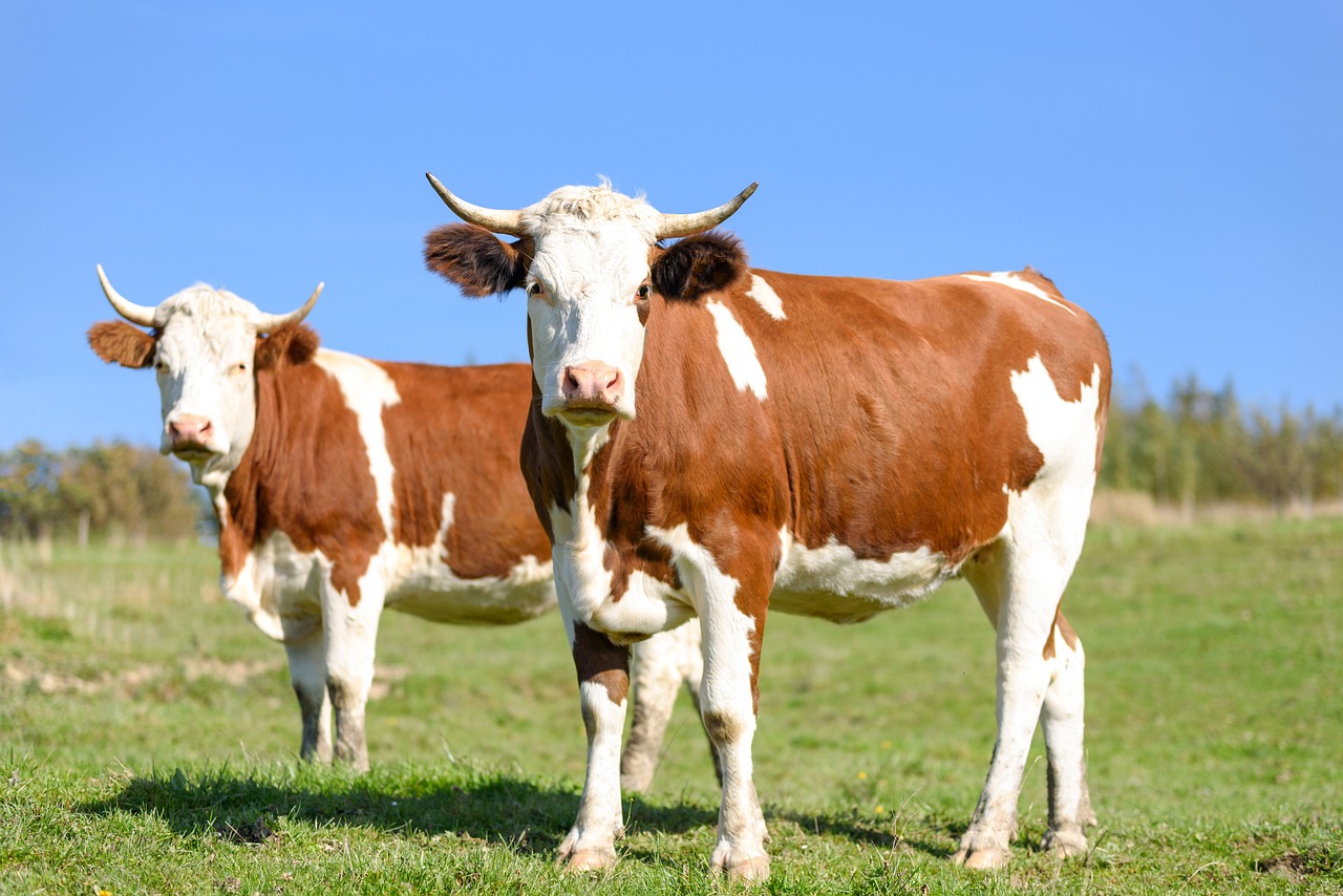 Cattle Look to New Week After Last Week’s Cash Strength