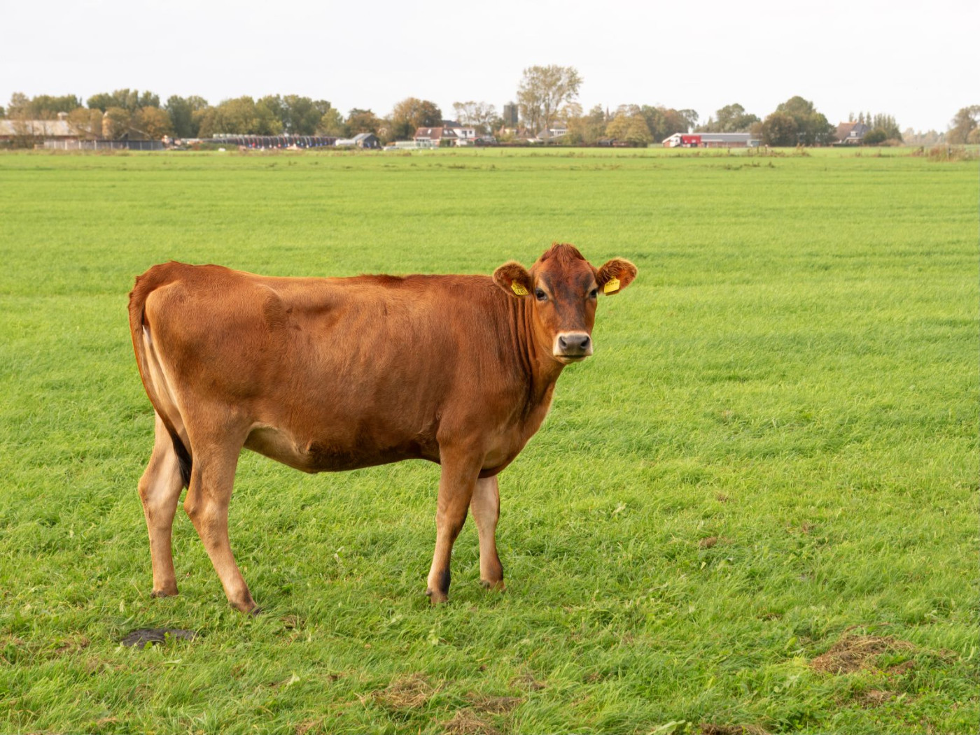 Cattle Posting Mixed Midday Trade on Monday