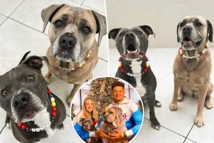 Patrick and Brittany Mahomes’ dogs sport Chiefs friendship bracelets as collars