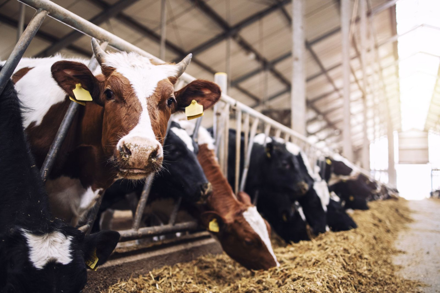 Cattle Rallying on Early Cash Business