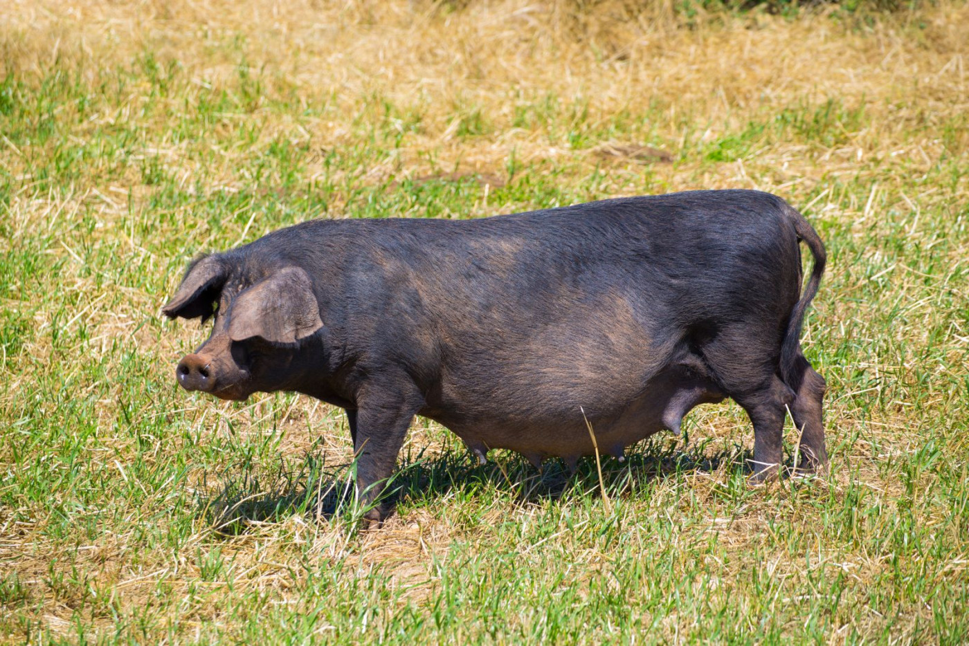 Hogs Continuing Pop on Wednesday