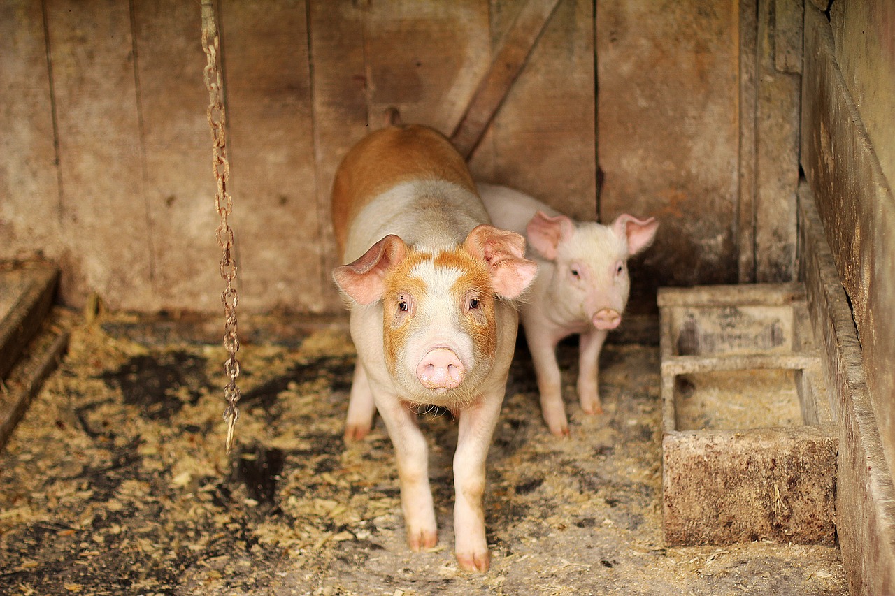 Hogs Make New High, Cattle Markets End Week on Positive Note